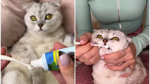 Silly cat clean his teeth by paste with his owner