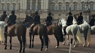 police horse's in training #buckinghampalace