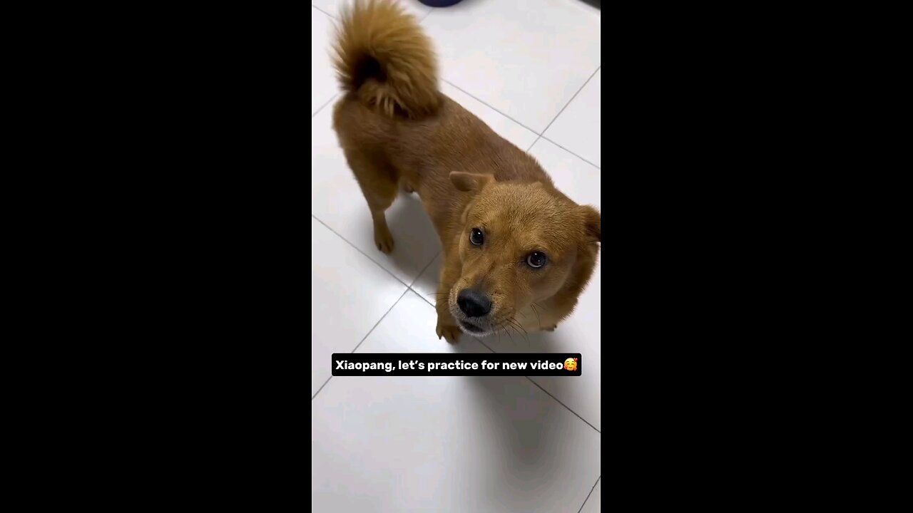 Snitching on my pet dog Xiao Pang, Part 12.