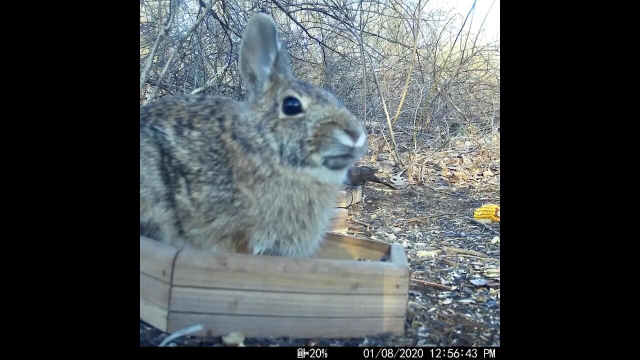 Cadbury Bunny