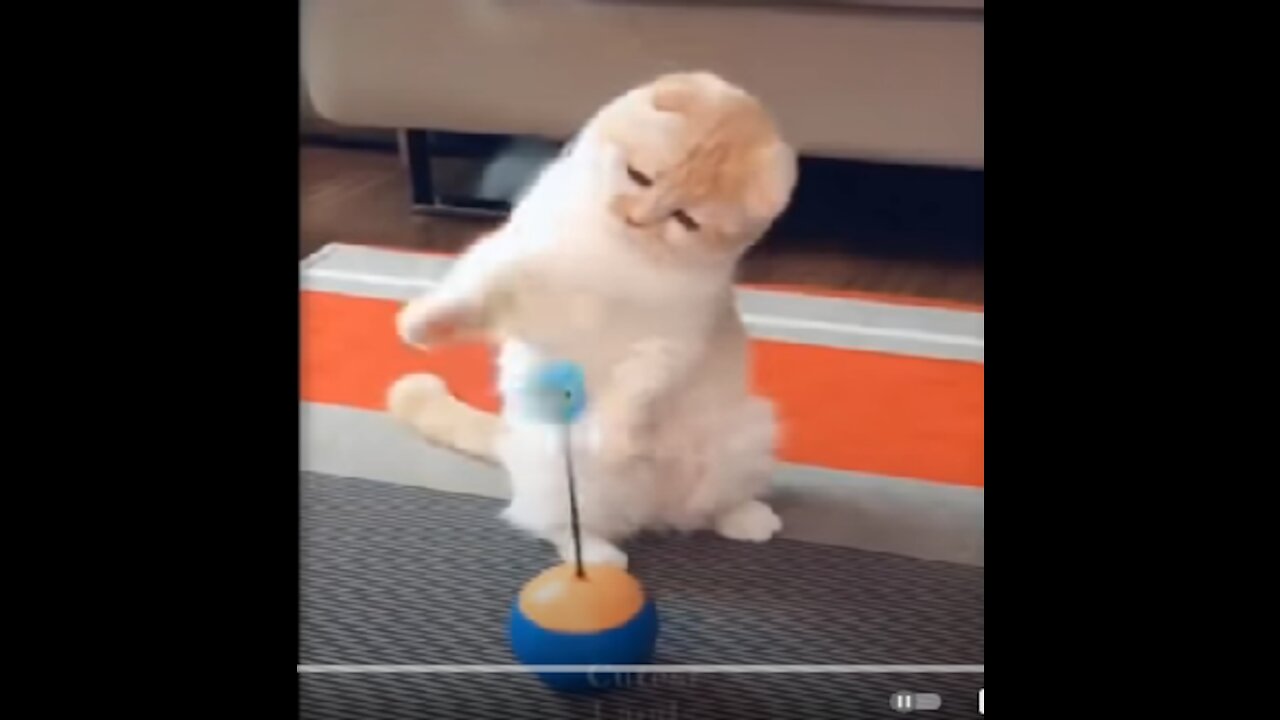 Awesome funny pets - try not to laugh