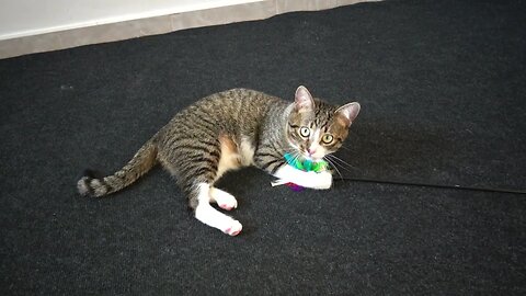 Cat Fights with Feather Wand