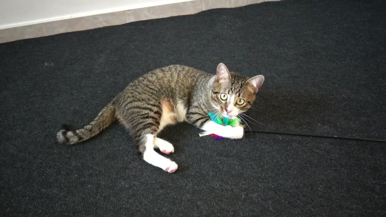 Cat Fights with Feather Wand
