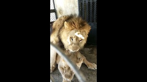 Mating Lion is in Angry mode