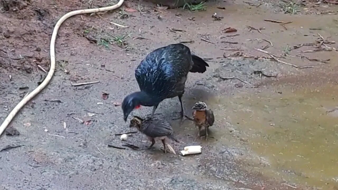 JACU E SEUS FILHOTES