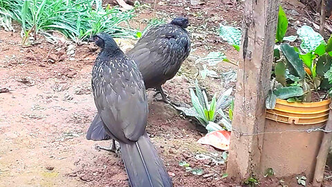 Dois Jacus Enfrentando o Frio: Aventuras Geladas na Floresta!