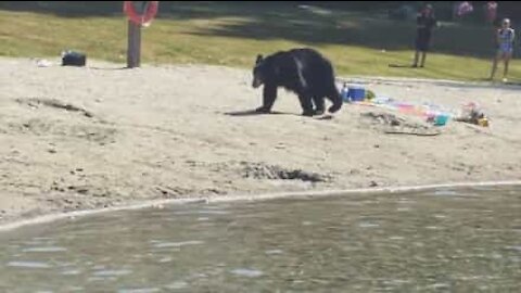 Orso spaventa i bagnanti in Canada