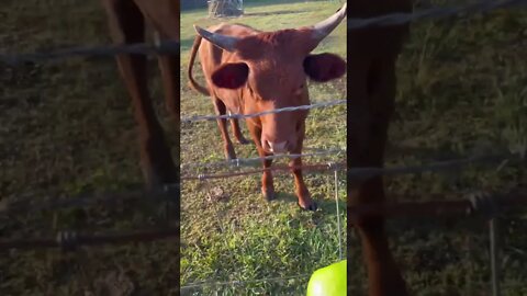 Cow says no to an apple #shorts #apple #cows #cow #cattle