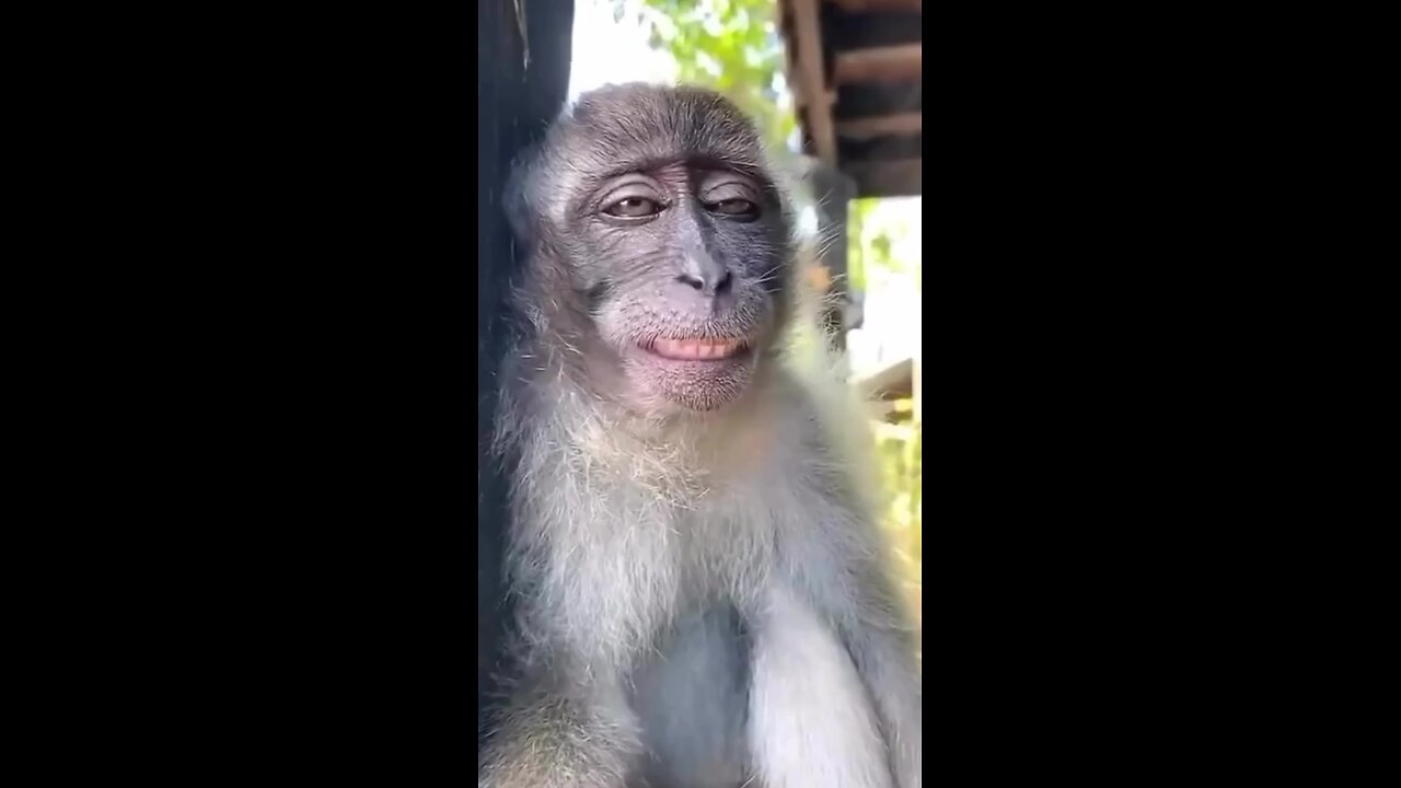 Funny animal video