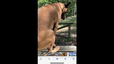 Malinois perches on handrail