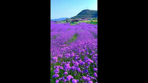 Immerse yourself in the breathtaking world of 4k nature 🌳