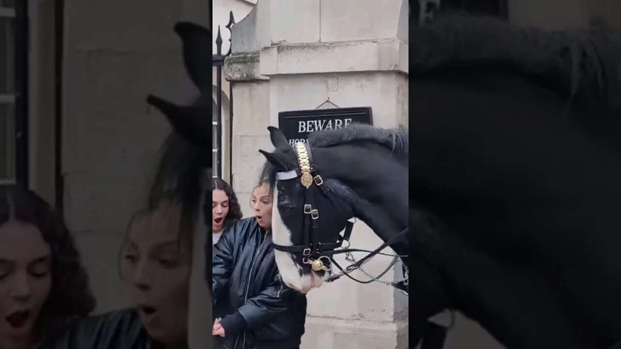 horse scared them #horseguardsparade