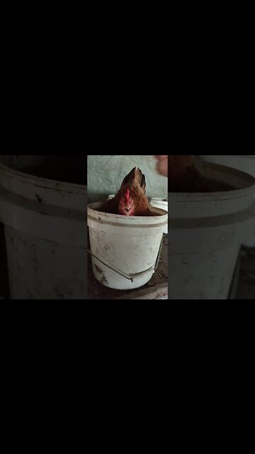 Good Morning Forest, she is laying an egg in the bucket