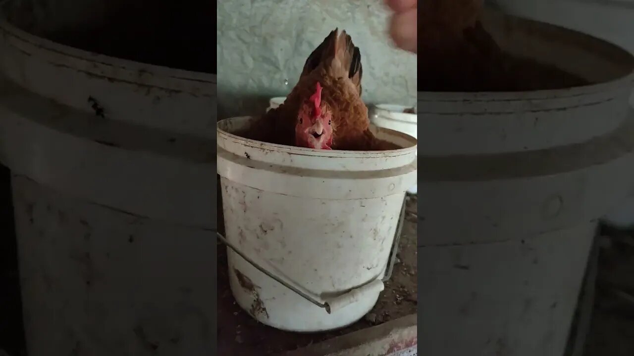 Good Morning Forest, she is laying an egg in the bucket