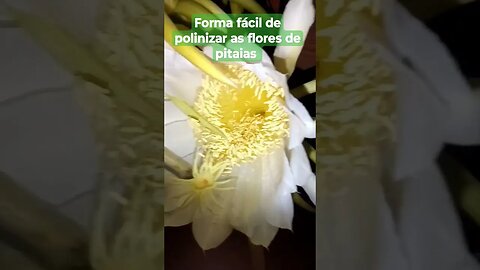 Forma fácil e simples de polinizar as flores de Pitaia.