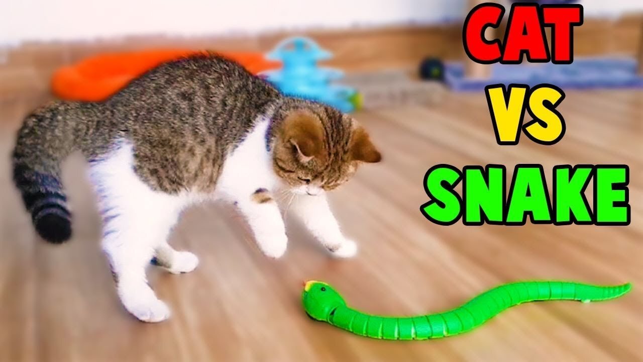 kittens vs fake snakeπππ