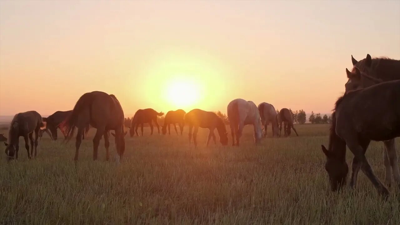 In the high desert of southwest Utah lives a band of feral horses known as the Sulphur Herd