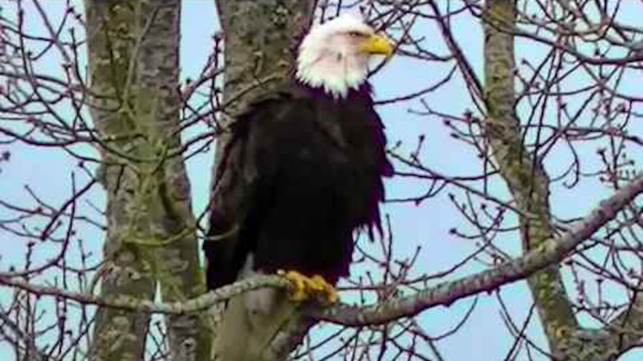 IECV NV #88 - 🦅 American Bald Eagle Short Version 3-23-2015