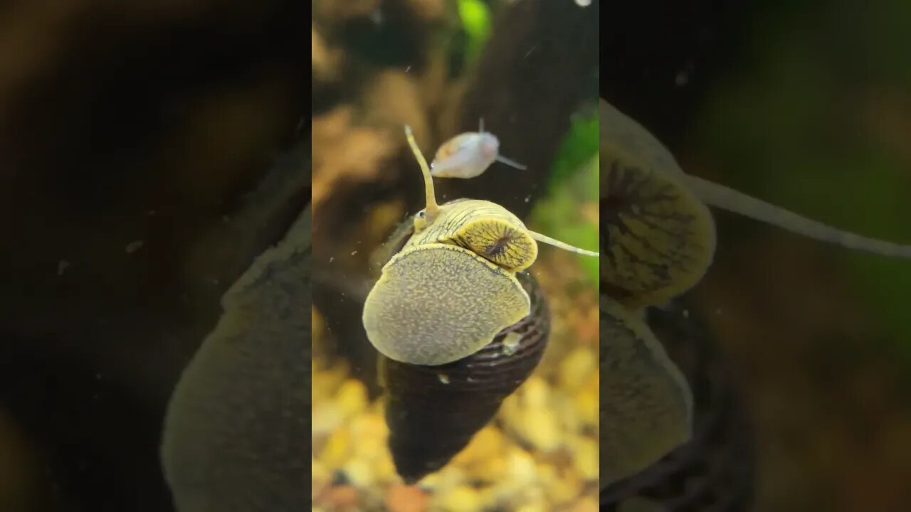 ASSASSIN SNAIL Hunting Common Snail! 🐌