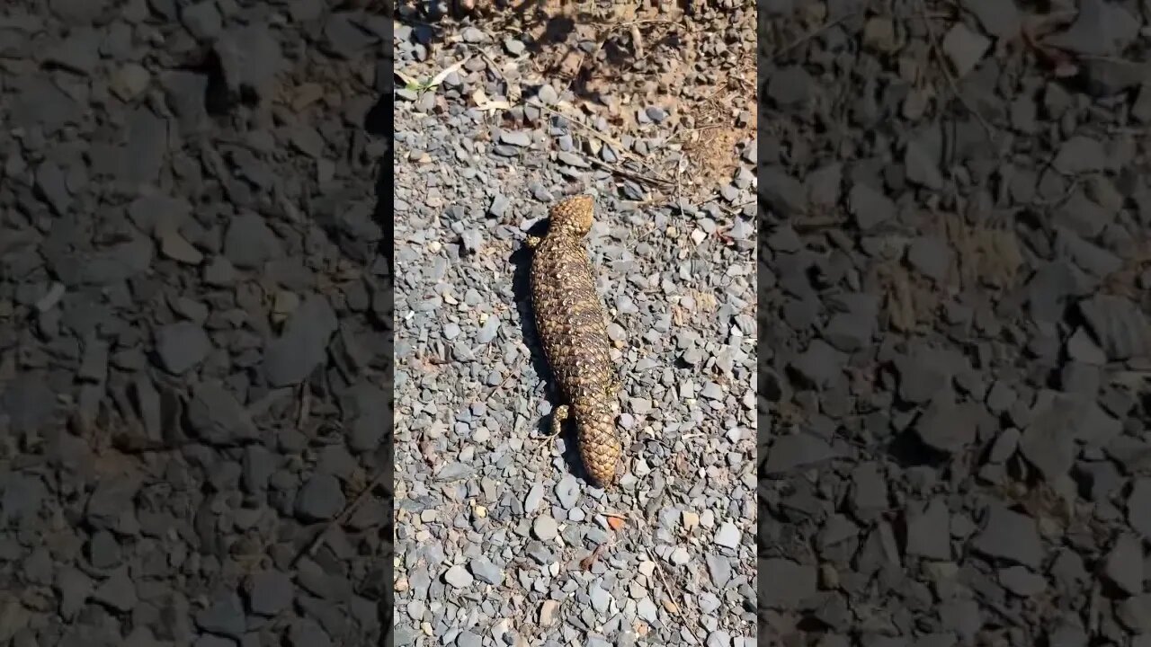 Visiting his deceased family members.#shorts #lizard #South Australia #reptiles