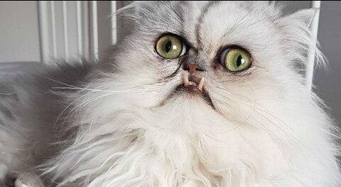 Funniest Animals 😁 - Best Of The 2021 Funny Animal Videos 😁