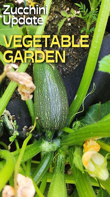 How Are Your Zucchini Growing?