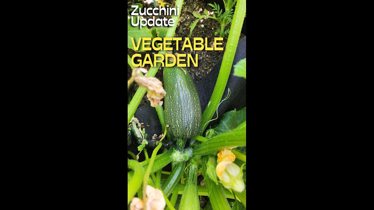 How Are Your Zucchini Growing?