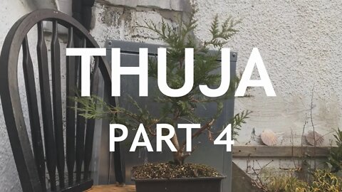 Thuja Bonsai, 4