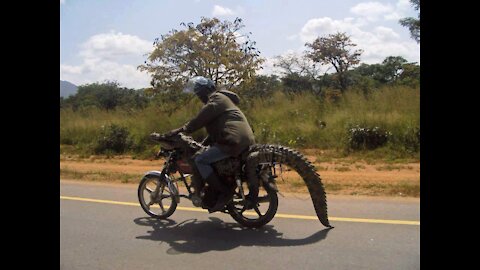 On-The-Run Croc Bundled Back To Farm On A Bike