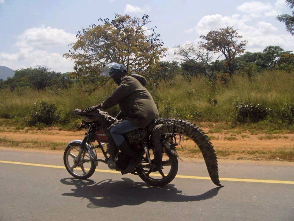 On-The-Run Croc Bundled Back To Farm On A Bike