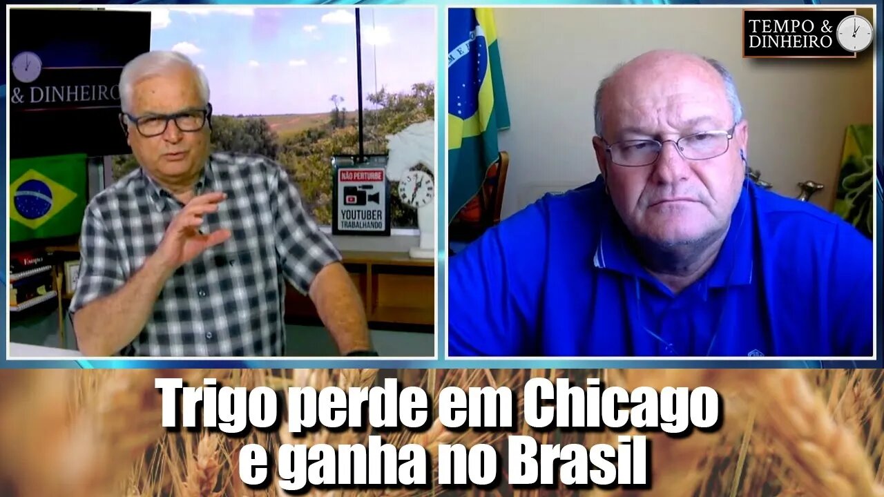 Trigo perde em Chicago e ganha no Brasil