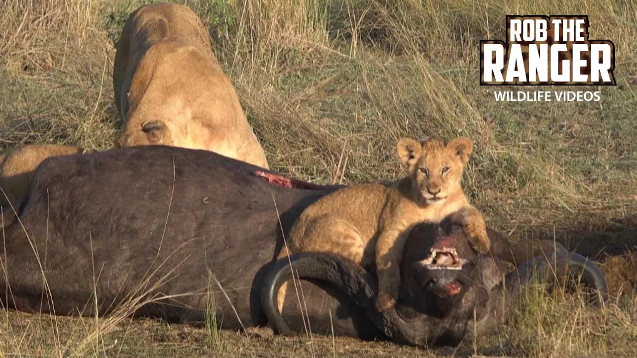 Lions Cubs Play On A Buffalo | Maasai Mara Safari | Zebra Plains
