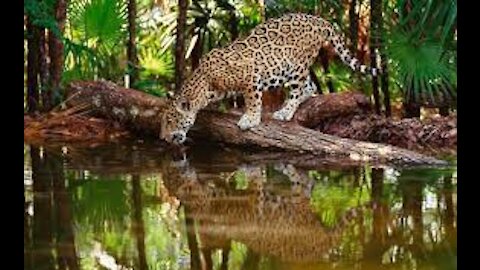 jaguar attacked by giant otter