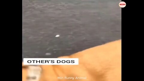 Funniest Animals | Funny Dog And Cat | Funny Animals Video