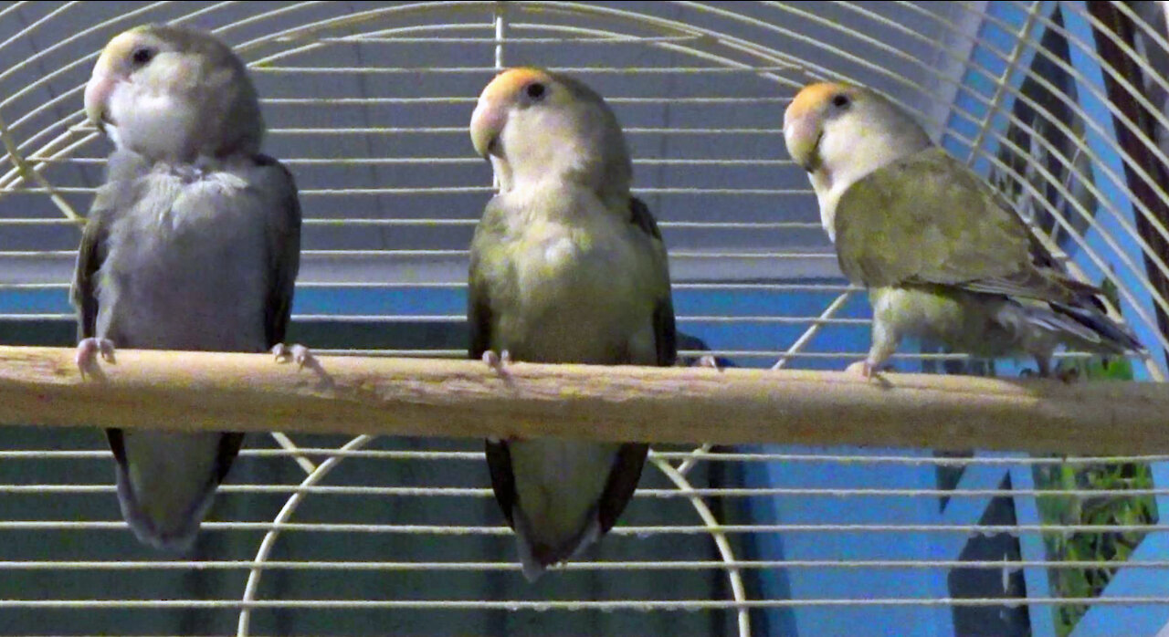 IECV PBV #117 - 👀 Kiwi, Pearl , Daisy In The Cage 🐤2-25-2020