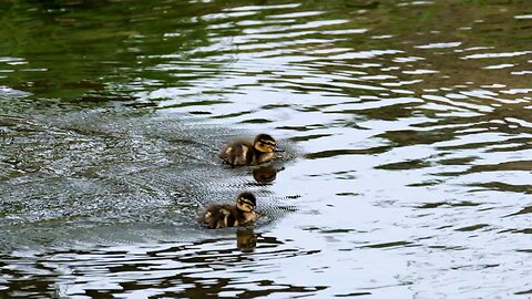 beautiful birds