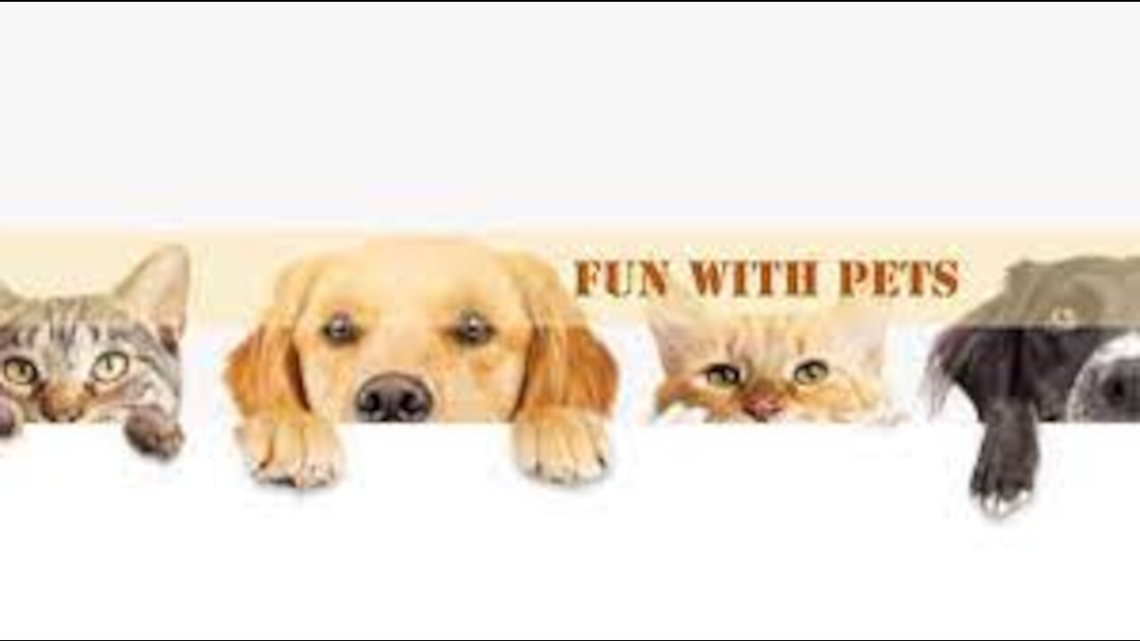 have some smile with Cute And Funny Pets