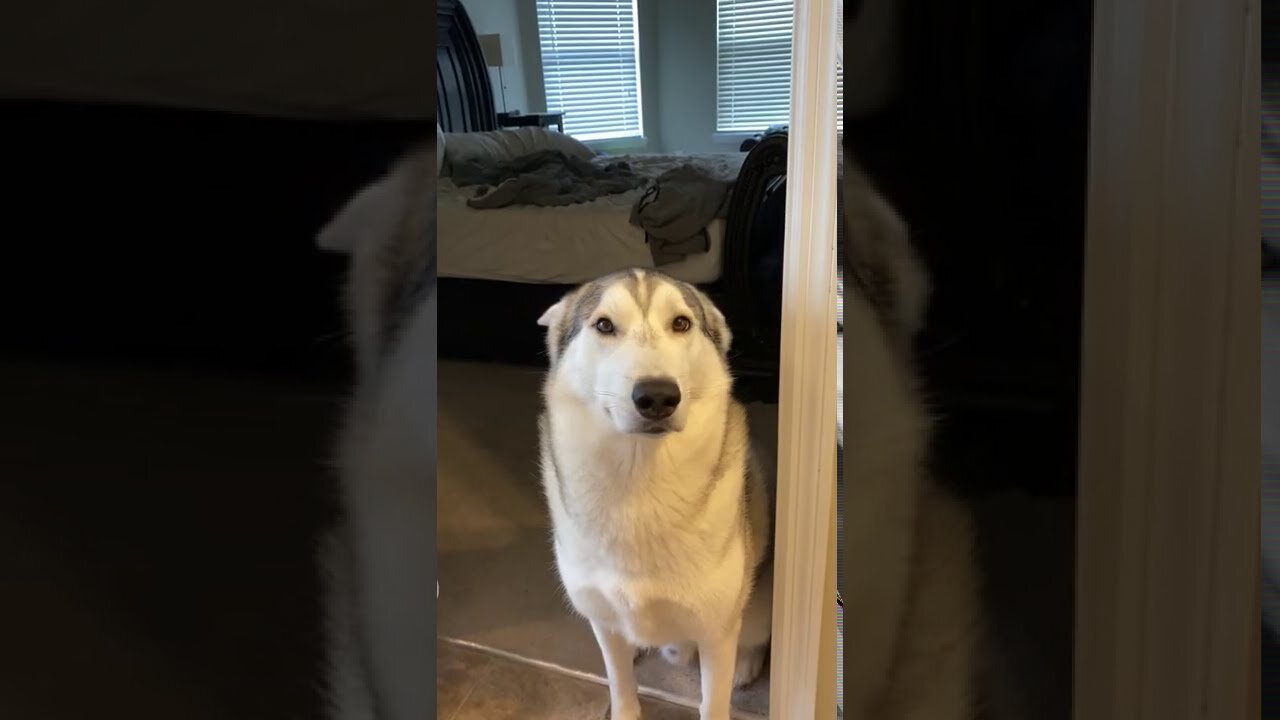 Guilty Husky Tries To Blame Other Dog