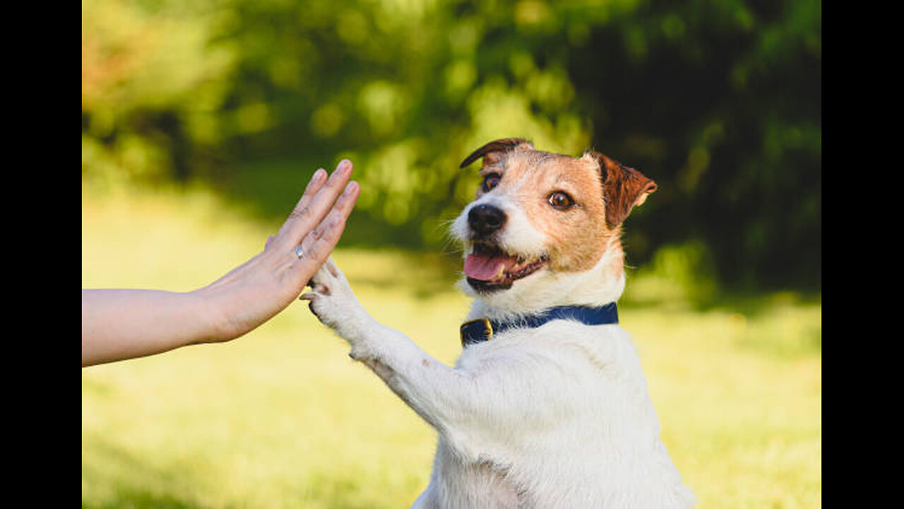 The Best of Both Worlds: Cat and Dog Comedy