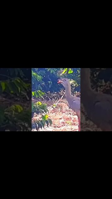 Seriema em busca de comida