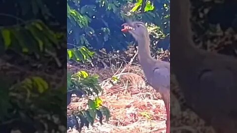 Seriema em busca de comida