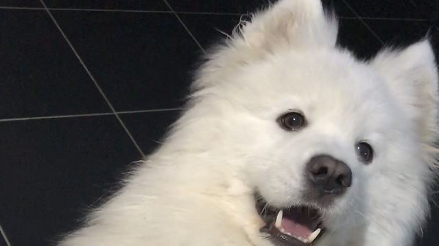 Sassy, bossy, funny Samoyed