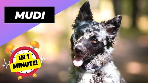 Mudi - In 1 Minute! 🐶 One Of The Rarest Dog Breeds In The World | 1 Minute Animals