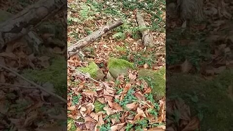 House of yesteryear #metaldetecting #civilwar #trending #shorts #house #foundatiin