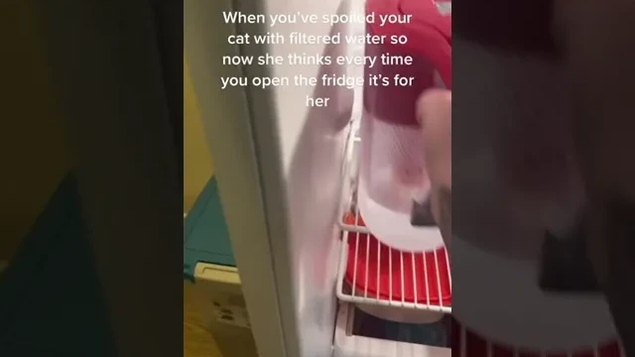 Spoiled Cat tiktok salaminja