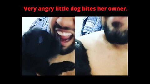 New puppy at home bites her tutor's face see how it went!