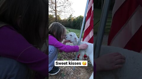 Sweet Kisses From a Sweet Lamb