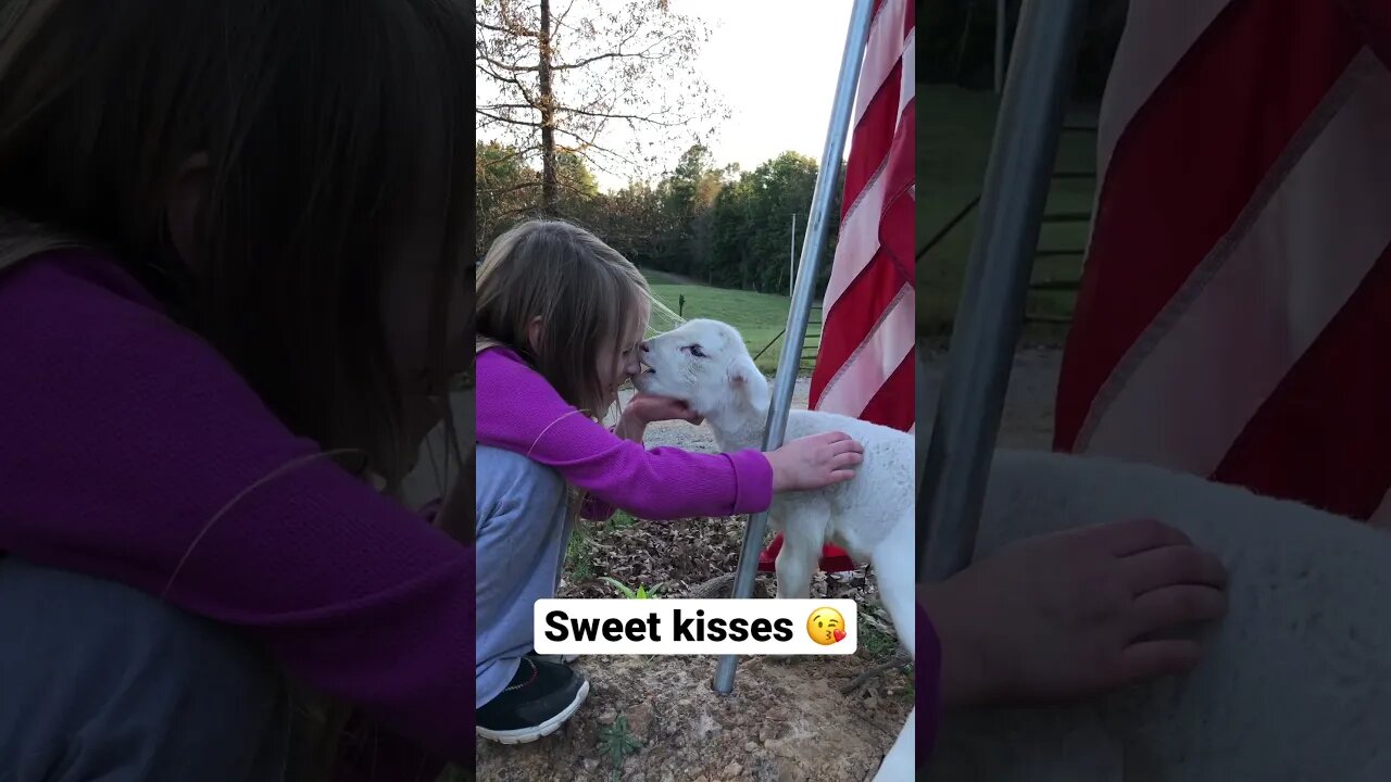 Sweet Kisses From a Sweet Lamb