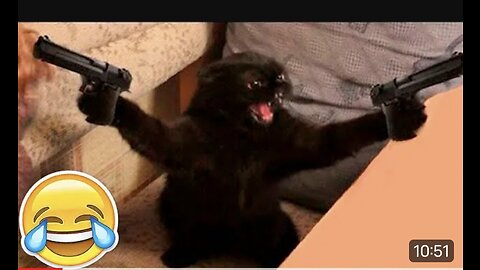 New funny animals cats videos dog videos funny 🤣