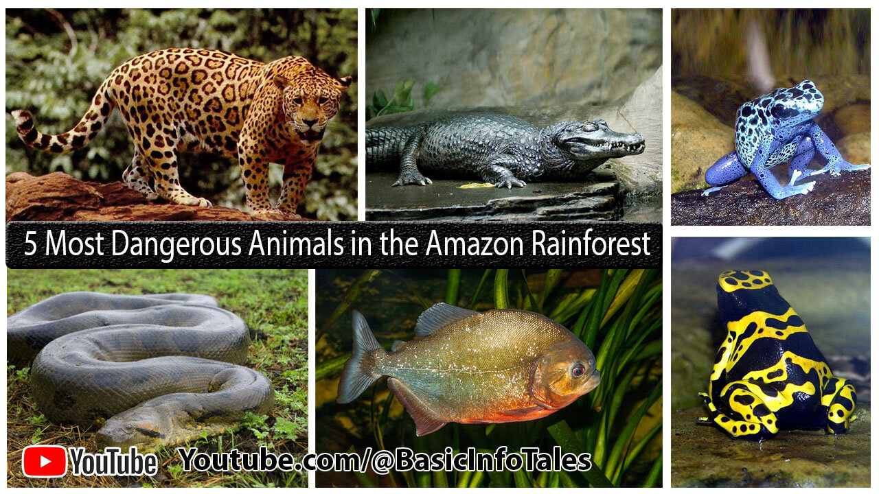 5 Most Dangerous Animals in the Amazon Rainforest